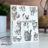 Honey Bee Stamps Paws & Purrs 4"x5" Rubber Cling Stamp & Coordinating Honey Cuts Bundle